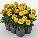 Бархатцы отклоненные (Tagetes patula F1) Super Hero Yellow Bee, 10 шт очищ.семян