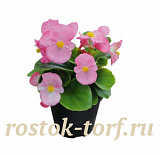 Бегония вечноцветущая Begonia semperflorens Super Cool Pink, 10 драже