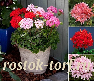 Пеларгония зональная (Pelargonium x hortorum) Quantum MIX, 3 шт.