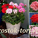Пеларгония зональная (Pelargonium x hortorum) Quantum MIX, 3 шт.