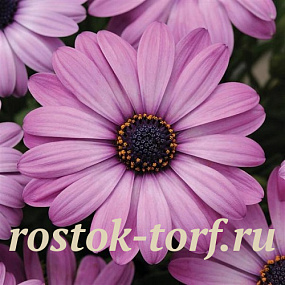 Остеоспермум Эклона (Osteospermum eclonis F1) Akila Lavender Shades, 3 семян