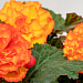 Big pack Бегония клубневая (Begonia tuberhybrida) Nonstop Flame, 30 драже