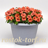 Катарантус розовый (Vinca rosea) Tattoo Orange, 5 семян