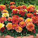 Бархатцы отклоненные (Tagetes patula F1) Strawberry Blonde, 10 очищ. семян