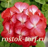 Пеларгония зональная (Pelargonium hortorum F1) Multibloom Scarlet Eye, 3 шт семян