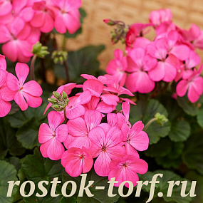 Big pack Пеларгония зональная (Pelargonium x hortorum F1) Nano Deep Rose, 20 шт