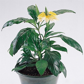 Кроссандра (Crossandra) Tropic Yellow Splash 3 шт