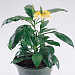 Кроссандра (Crossandra) Tropic Yellow Splash 3 шт