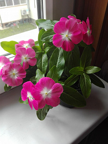 Катарантус розовый (Vinca rosea) Pacifica – Xp Cherry Red Halo Xp, 10 семян