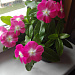 Катарантус розовый (Vinca rosea) Pacifica – Xp Cherry Red Halo Xp, 10 семян
