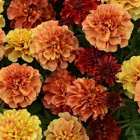 Бархатцы отклоненные (Tagetes patula F1) Strawberry Blonde, 10 очищ. семян