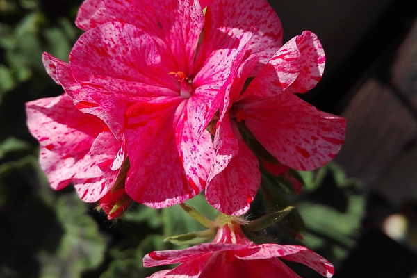 И вновь она! Герань! Пеларгония зональная (Pelargonium x hortorum) Divas Petticoat.