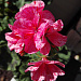 И вновь она! Герань! Пеларгония зональная (Pelargonium x hortorum) Divas Petticoat.
