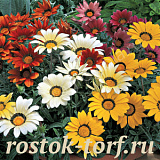 Гацания жестковатая (Gazania rigens F1) Kiss Frosty Mix, 5 семян