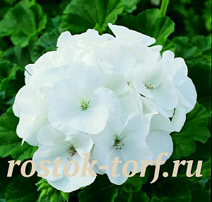 Пеларгония зональная (Pelargonium hortorum F1) Maverick White, 3 шт 
