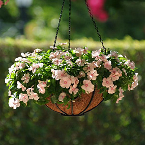 Катарантус розовый ампельный (Vinca rosea) Mediterranean – Xp Peach, 5 семян