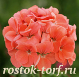 Пеларгония зональная (Pelargonium hortorum F2) Dancer Salmon, 3 шт