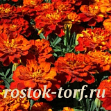 Бархатцы отклоненные (Tagetes patula nana) Alumia Red, 10 клип. семян