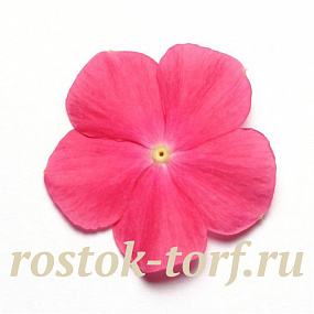 Катарантус розовый ампельный (Vinca rosea) Mediterranean – Xp Hot Rose, 5 семян