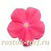 Катарантус розовый ампельный (Vinca rosea) Mediterranean – Xp Hot Rose, 5 семян