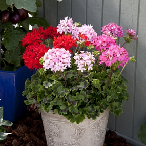 Пеларгония зональная (Pelargonium x hortorum) Quantum MIX, 3 шт.