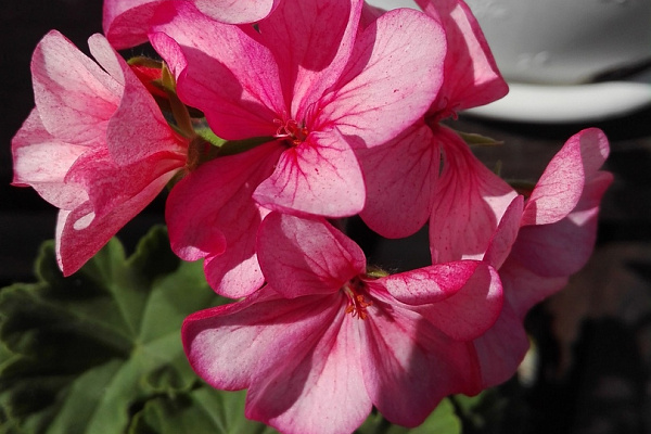 И вновь она! Герань! Пеларгония зональная (Pelargonium x hortorum) Divas Petticoat.