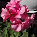 И вновь она! Герань! Пеларгония зональная (Pelargonium x hortorum) Divas Petticoat.