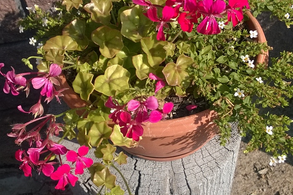 Это Пеларгония плющелистная (Pelargonium peltatum) распушилась