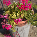 Это Пеларгония плющелистная (Pelargonium peltatum) распушилась