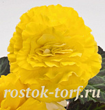 Big pack Бегония клубневая (Begonia tuberhybrida) Nonstop Yellow With Red Back, 25 ШТУК
