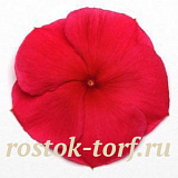 Катарантус розовый (Vinca rosea) Pacifica – Xp Dark Red, 10 семян
