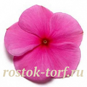 Катарантус розовый (Vinca rosea) Pacifica – Xp Lilac, 10 семян