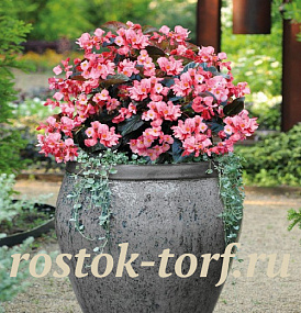Бегония бенариензис (Begonia x benariensis) Big Pink Bronze Leaf , 3 драже