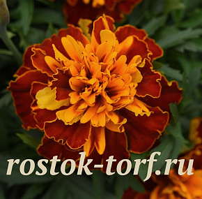 Бархатцы отклоненные (Tagetes patula F1) Bonanza Harmony, 10 шт очищ. семян