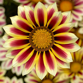 Гацания жестковатая (Gazania rigens F1) Big Kiss White Flame, 5 семян