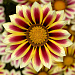 Гацания жестковатая (Gazania rigens F1) Big Kiss White Flame, 5 семян