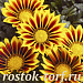 Гацания жестковатая (Gazania rigens F1) Kiss Yellow Flame , 5 семян