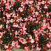 Бегония бенариензис (Begonia x benariensis) Big Pink Bronze Leaf , 3 драже