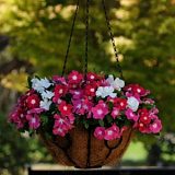 Катарантус розовый ампельный (Vinca rosea) Mediterranean – Xp MIX, 5 семян