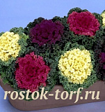 Капуста декоративная (Brassica oleraceae) Nagoya Mix, 5 семян