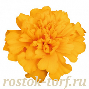 Бархатцы отклоненные (Tagetes patula F1) Super Hero Gold, 10 шт очищ.семян