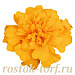 Бархатцы отклоненные (Tagetes patula F1) Super Hero Gold, 10 шт очищ.семян