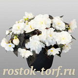 Big pack Бегония клубневая (Begonia tuberhybrida) Nonstop Mocca White, 30 драже