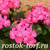Big pack Пеларгония зональная (Pelargonium x hortorum F1) Nano Deep Rose, 20 шт