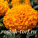 Бархатцы прямостоячие (Tagetes erecta F1) Big Top Orange, 5 очищ. семян