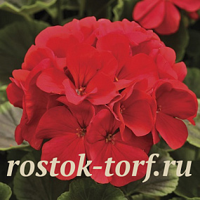 Пеларгония зональная (Pelargonium hortorum F1) BullsEye Red ,3 шт