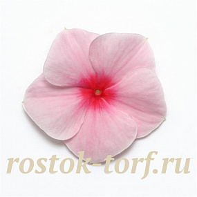 Катарантус розовый ампельный (Vinca rosea) Mediterranean XP Strawberry, 5 семян