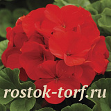 Пеларгония зональная (Pelargonium hortorum F1) Ringo 2000 Deep Scarlet, 3 драже