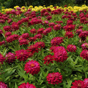 Цинния (Zinnia marylandica) Double Zahara™ Cherry, 5 обраб. семян