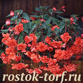 Big pack Бегония клубневая каскадная (Begonia tuberosa) Sun Dancer Salmon, 20 драже